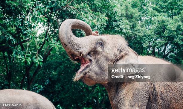 elephant with long nose - 長 stock-fotos und bilder