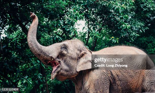 elephant with long nose - 動物園 stock pictures, royalty-free photos & images