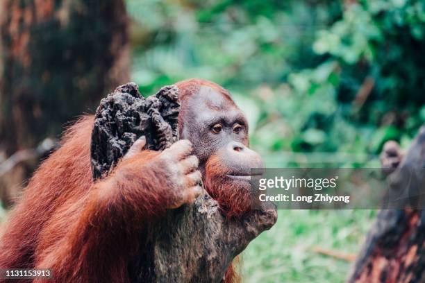 orangutan - 森林 - fotografias e filmes do acervo