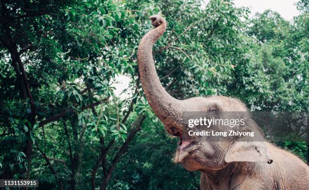 elephant with long nose - 長 stock-fotos und bilder