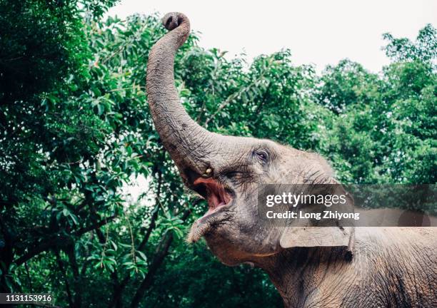 elephant with long nose - 長 stock-fotos und bilder