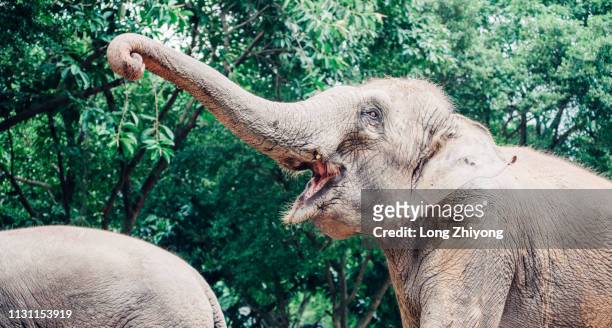 elephant with long nose - 長 stock-fotos und bilder