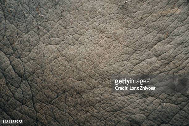 skin of elephant - 設計 stock pictures, royalty-free photos & images