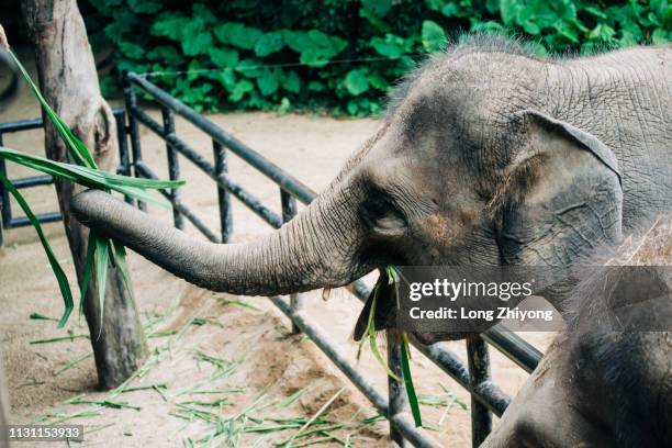 elephant with long nose - 動物園 stock pictures, royalty-free photos & images