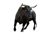Brave bull