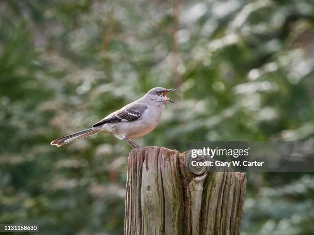 northern mockingbird - northern mockingbird stock pictures, royalty-free photos & images