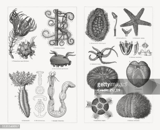 echinoderme, holzstiche, erschienen 1897 - seeigel stock-grafiken, -clipart, -cartoons und -symbole