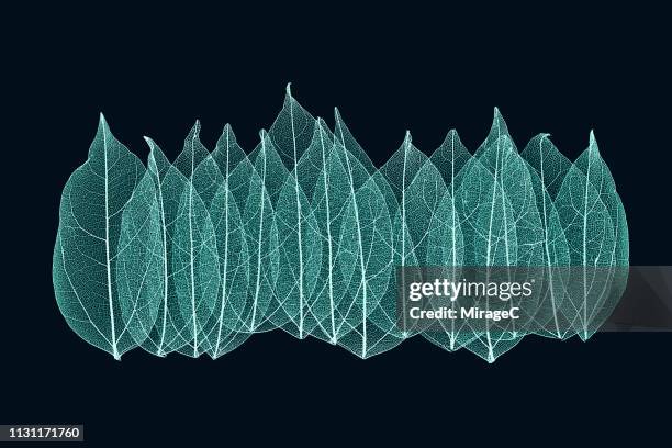 multi-layered transparent leaf vein - group c foto e immagini stock