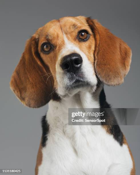 ritratto in studio del cane beagle su sfondo grigio - cane da caccia foto e immagini stock