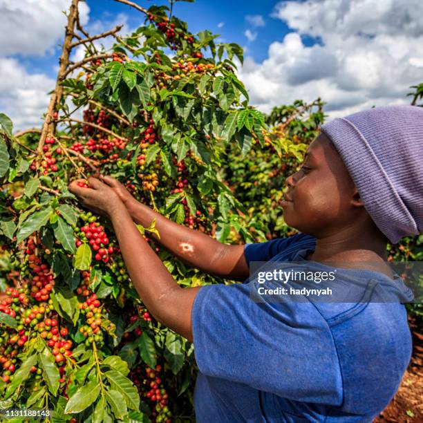 young african woman collecting coffee cherries, kenya, east africa - kenya coffee stock pictures, royalty-free photos & images