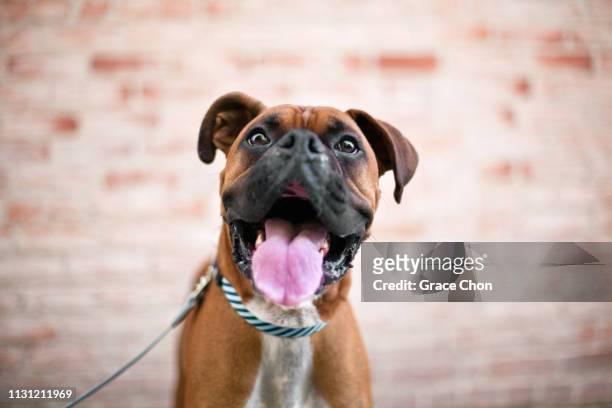 close up portrait of cute boxer dog - boxer dog ストックフォトと画像