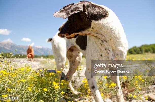 dog looking over shoulder, jackson hole, wyoming, usa - dog looking over shoulder stock pictures, royalty-free photos & images