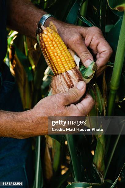 One Corn Stack 455 One Corn Stalk Stock Photos, High-Res Pictures, and Images - Getty ...