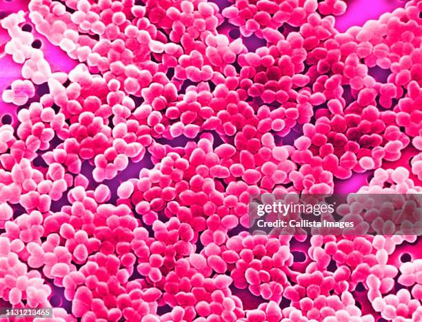 sem of gram-positive enterococcus bacteria - enterococcus stock-fotos und bilder