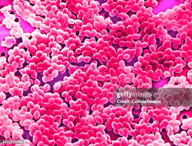 sem of gram-positive enterococcus bacteria - streptococcus stock-fotos und bilder