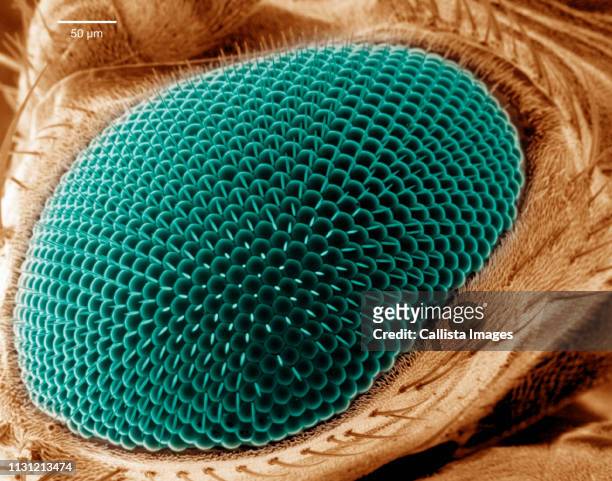 scanning electron micrograph of a fruit fly eye - fruit flies stock pictures, royalty-free photos & images