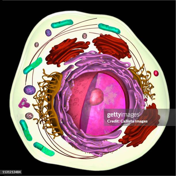 3d model of a eukaryotic cell - vacuola fotografías e imágenes de stock