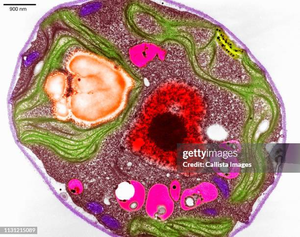 scanning electron micrograph of algae - cellulose stockfoto's en -beelden