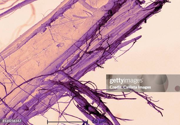 scanning electron micrograph of asbestos - asbestos stock pictures, royalty-free photos & images