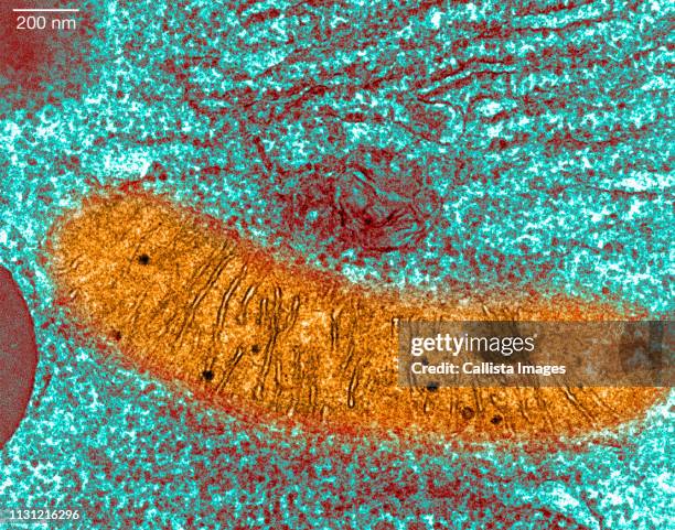 transmission electron micrograph pancreas - electron microscope cells stock pictures, royalty-free photos & images