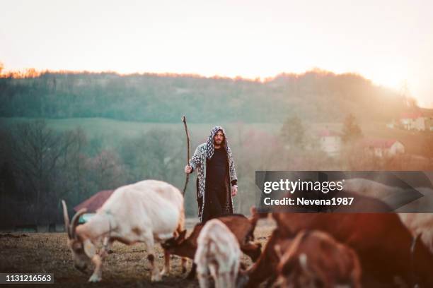 junger schäferhund mit herd of goats - hirte stock-fotos und bilder