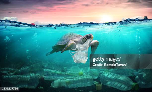 Plastic Pollution In Ocean - Turtle Eat Plastic Bag - Environmental Problem