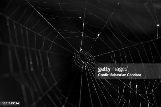 spider web with something to eat, black background,monochrome, romania - teia de aranha imagens e fotografias de stock