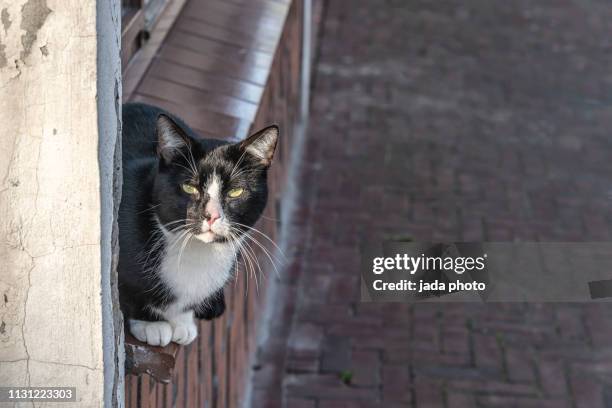 black white cat sitting on a ledge of a wall - black and white cat foto e immagini stock