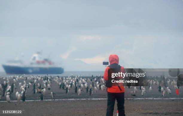 women view penguins in south georgia - falkland islands stock pictures, royalty-free photos & images