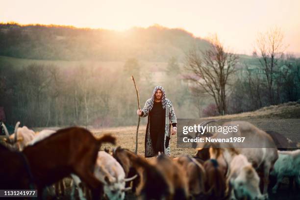 junger schäferhund mit herd of goats - hirte stock-fotos und bilder