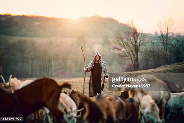 young shepherd with herd of goats - shepherd with sheep stock pictures, royalty-free photos & images