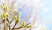 Spring sunny day. Blooming willow, salix flowers on azure sky background, panoramic view. Easter