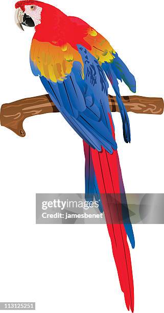 red macaw (vector) - macaw stock illustrations