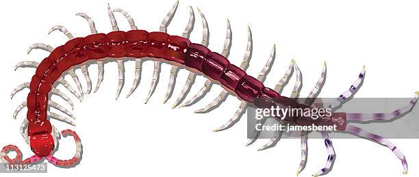 centipede (vector) - shells isolated stock illustrations