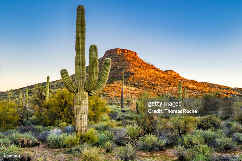 A Saguaro stands alone in the desert