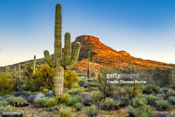 a saguaro stands alone in the desert - scottsdale 個照片及圖片檔