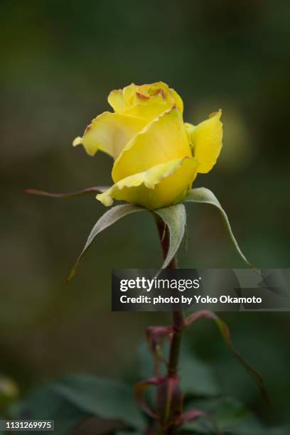 yellow elegant rose bud - バラ - fotografias e filmes do acervo