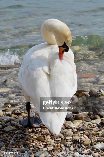 swan at lake garda in sirmione, lombardy, italy. - tierisches verhalten stockfoto's en -beelden