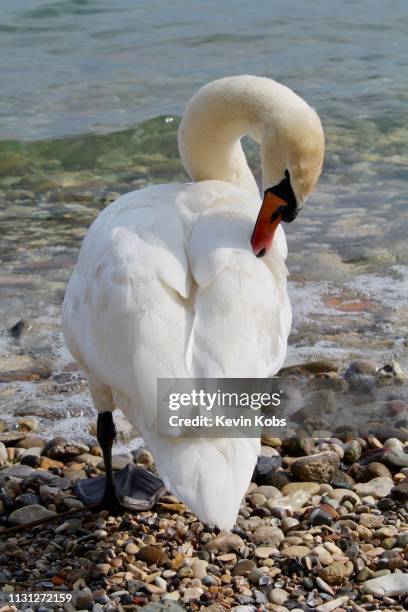 swan at lake garda in sirmione, lombardy, italy. - anmut stockfoto's en -beelden