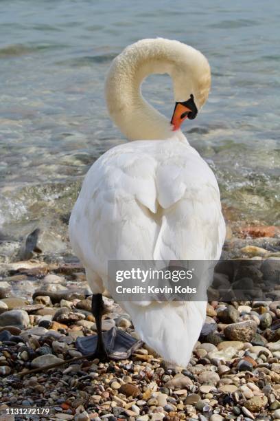 swan at lake garda in sirmione, lombardy, italy. - uferviertel fotografías e imágenes de stock