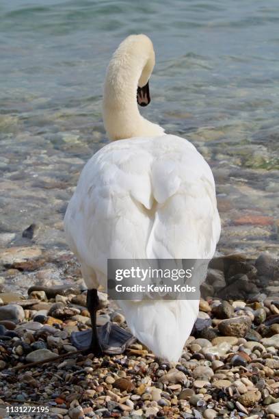 swan at lake garda in sirmione, lombardy, italy. - anmut stockfoto's en -beelden