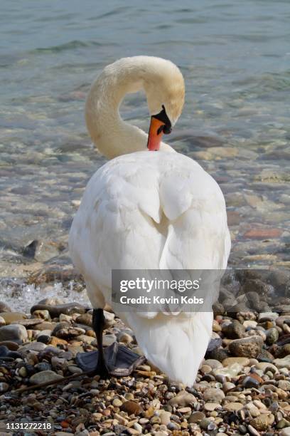 swan at lake garda in sirmione, lombardy, italy. - uferviertel fotografías e imágenes de stock