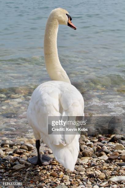 swan at lake garda in sirmione, lombardy, italy. - uferviertel fotografías e imágenes de stock