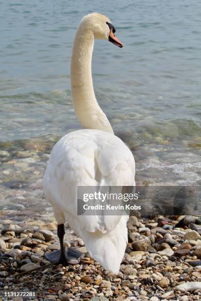 swan at lake garda in sirmione, lombardy, italy. - anmut stockfoto's en -beelden