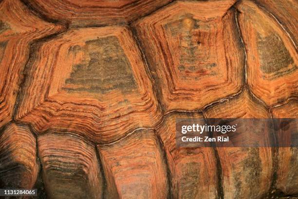 extreme close up of tortoise shell - tortoiseshell stock pictures, royalty-free photos & images