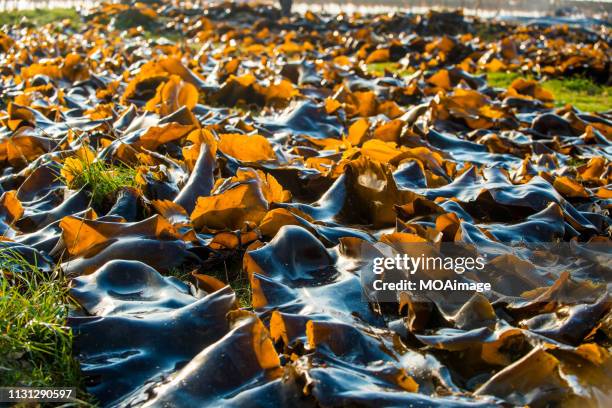 xiapu scenery, fujian, china - kombu stock pictures, royalty-free photos & images