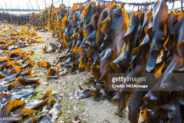 xiapu scenery, fujian, china - kombu stock pictures, royalty-free photos & images