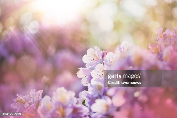 azalea flowers blooming in morning light. - heather fotografías e imágenes de stock