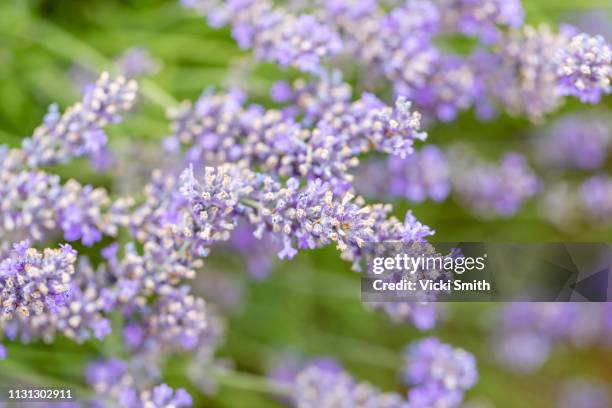 lavender bush - flowers australian stock pictures, royalty-free photos & images