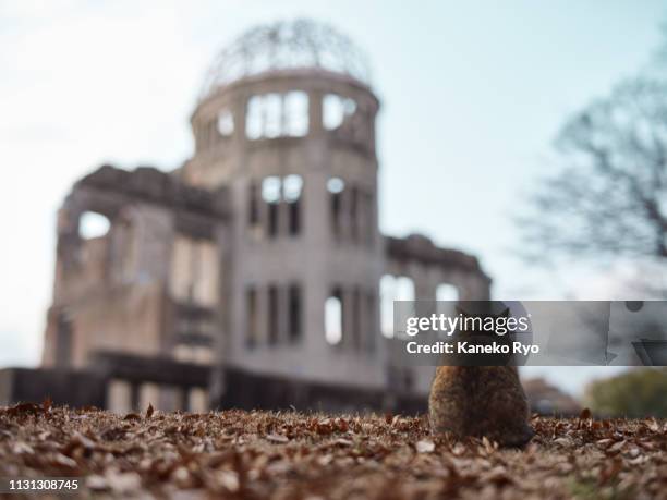 cat with the atomic bomb dome - ネコ科 - fotografias e filmes do acervo